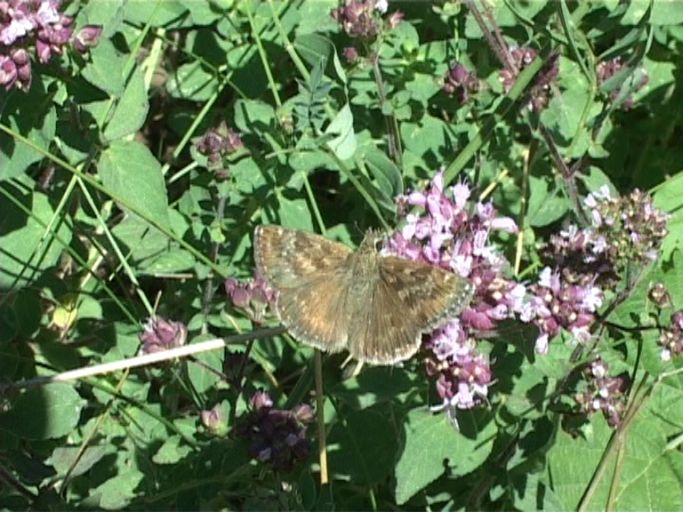 Dunkler Dickkopffalter ( Erynnis tages ) : Kaiserstuhl, 18.07.2006